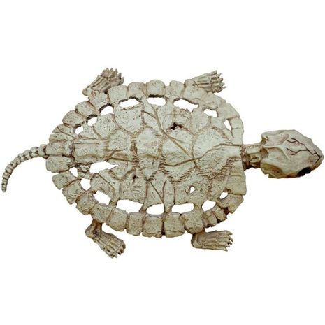 Скелет Черепахи